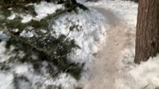 Large Obstruction in Trail – Tamanawas Falls – Mount Hood – Oregon – 4K