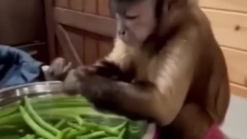 Monkey Vegetable cutting Style