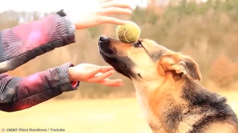 15 best trained & disciplined dog in the world!