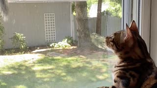 Cat Goes Crazy When Squirrel Invades Bird Feeder