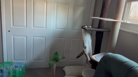 Blind Cat Maneuvers Down Climbing Post