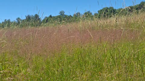 Tall grass in a field. Peaceful