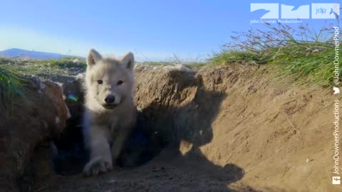 Robotic Wolf Cub Gets Taken By Mother Wolf