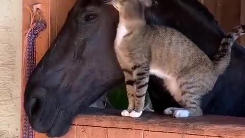 Cat and horse together beautiful moment