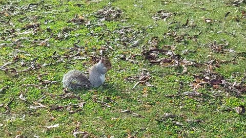 look at this beautiful squirrel during fall in montreal canada