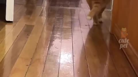 Funny cats