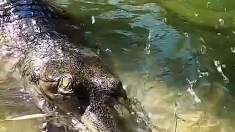 The distinctive appearance of the gharial