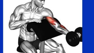 Biceps Workout Exercises For Muscle Growth And Strength