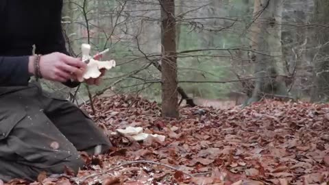 Bushcraft Breakfast - Full English With Foraged Mushrooms