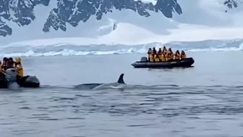 See how this Penguin escapes being Lunch to Sharks