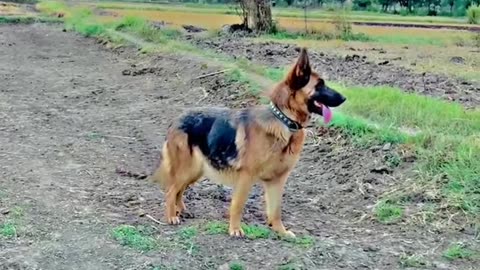 German shepherd Dog 🐕