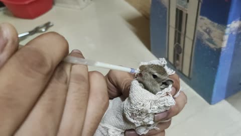 Cute Baby Squirrel inside Indian houses | squirrel feeding ideas