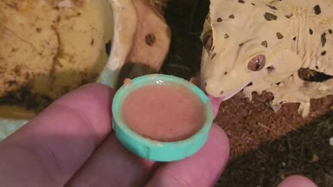 Sergey the crested gecko has a nice long meal