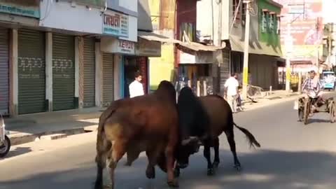 BULL FIGHT ON OPEN TOWN ROAD AND CITIZENS ROLE / TOWN OX FIGHT/ BUSY ROAD BULL FIGHT DAMAGE SHOP 🗯 🗨