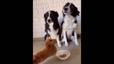 funniest dogs and cats videos