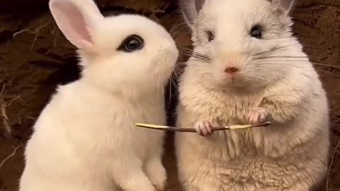 Funniest Animals 2023 😂 Cute baby Rabbit #4