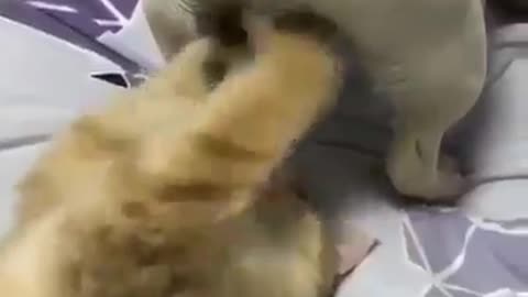 Gato descobre um novo brinquedo para se divertir - os "tintins" do seu cão amigo