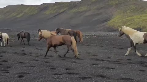 Following the herd through the Icelandic highlands