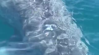 BIG SHARK MAKES A SURPRISE