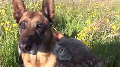 Unique friendship between tiny owl and giant dog