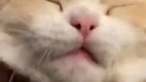 cat funny video