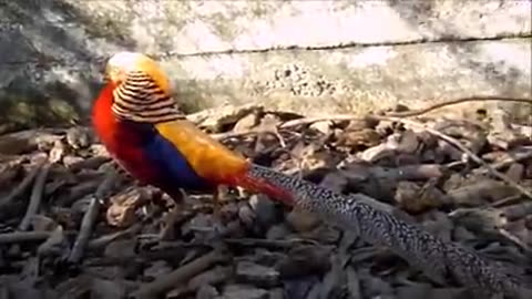 beautiful golden pheasant and waders