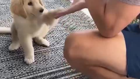 Dog teaches puppy how to high-five.