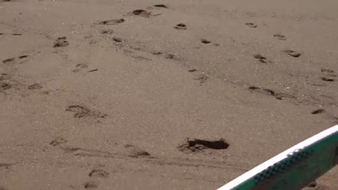 Surfing and Skimboarding WEDGE on massive HIGH TIDE