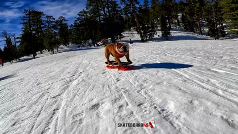 Snowboarding Bulldog Crashes a Family Photo Session!