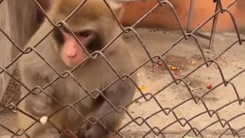 Angery funny monkey