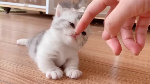 Very Cute and Funny Cat