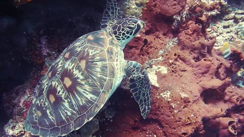 Turtle Underwater