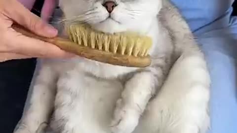 Funny cats video//cut animal video//crregy 🐈 looking video
