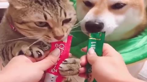 Funniest Cats And Dogs Videos 😹🐶 - Funny Animal Videos 2022 😂 | Cute Animal Ever