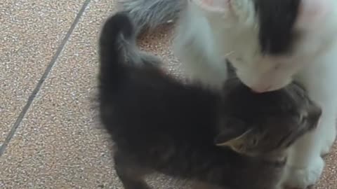 Little kitten scares his mom
