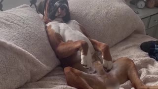 Boxer Enjoying Afternoon Nap Upright in Bed