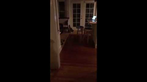 Cat Plays Fetch With Owner's Tenant Inside House