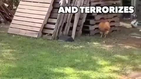 Chicken vs Dog