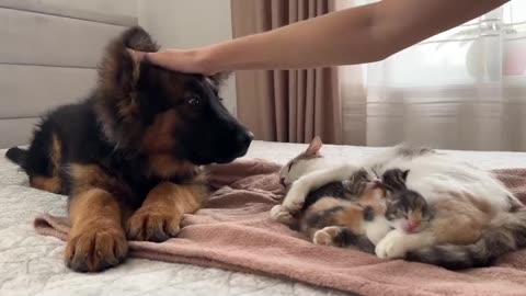 German Shepherd puppy Meets MOM Cat WITH new born kittens for the first time