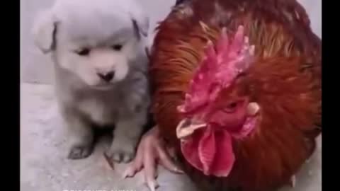 AWW CUTE BABY ANIMALS - Funny and cute moments of animal lover's person.