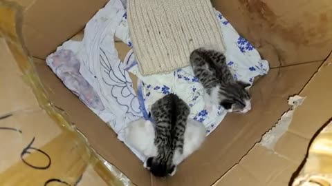 Newborn baby kittens meow. The meowing sound of kittens is very beautiful