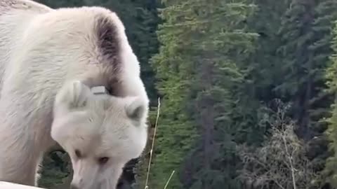 Rare white Grizzly Bear