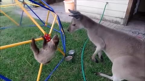 Baby sloth climibing funny