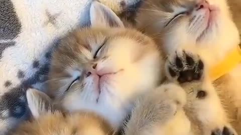 sleeping cats