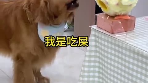 DOG AND CHICKEN FUNNY VIDEOS