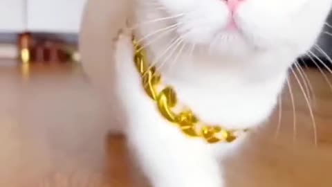 Cutie cat badsha gang