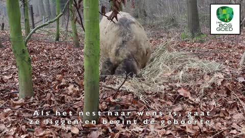 Pig birth in the forrest