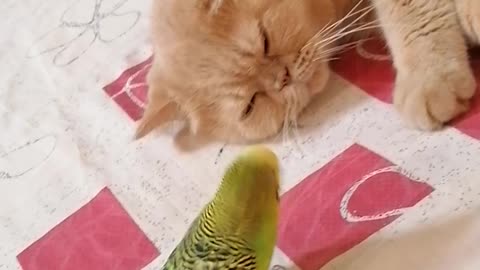 Кот и птица, милые животные #244