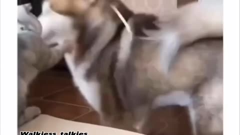 Funny animal videos No fight