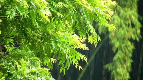 Sleep comfortably in 3 minutes with torrential rain in the rainforest to the sounds of thunder